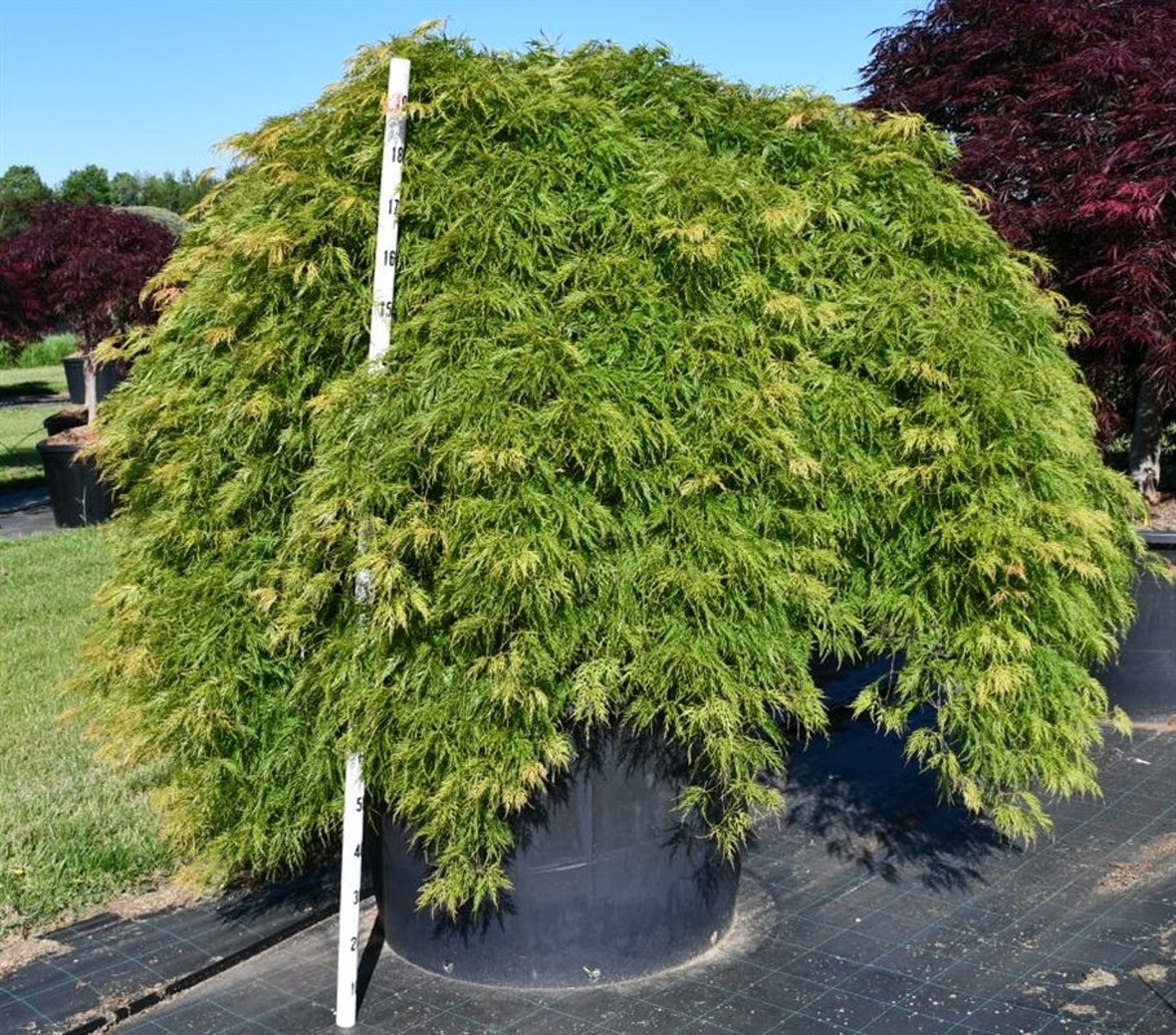 Acer pal. 'Green Lace' - 90 CM Stem Cont.